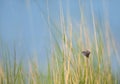 Silver-studded blue butterfly on a haulm of reed