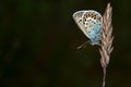 Silver-studded Blue Butterfly Royalty Free Stock Photo