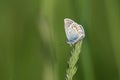 Silver studded blue butterfly in nature, small colorful butterfly