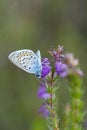 Silver-studded blue butterfly, plebejus argus