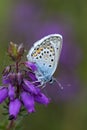 Silver-studded blue butterfly, plebejus argus