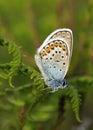 Silver-studded Blue