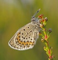 Silver studded blue butterfly