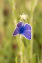 Silver-studded Blue butterfly resting on a white flower