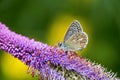 Silver-studded Blue Butterfly Royalty Free Stock Photo