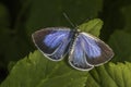 Silver-studded blue (Plebeius argus) Royalty Free Stock Photo