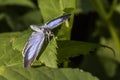 Silver-studded blue (Plebeius argus) Royalty Free Stock Photo