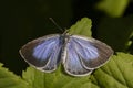 Silver-studded blue (Plebeius argus) Royalty Free Stock Photo