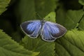 Silver-studded blue (Plebeius argus) Royalty Free Stock Photo