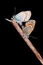 Silver-studded blue (Plebejus argus)