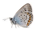 Silver-studded Blue, Plebejus argus