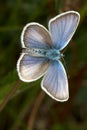 Silver-studded Blue ( Plebejus argus ) butterfly