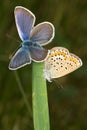 Silver-studded Blue ( Plebejus argus ) butterfly Royalty Free Stock Photo
