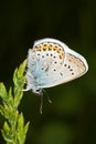 Silver-studded Blue ( Plebejus argus ) butterfly Royalty Free Stock Photo