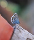 Female silver-studded blue butterfly - Plebejus argus -