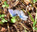 The silver-studded blue (Plebejus argus)