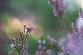 Silver-studded blue, Plebejus argus resting on heather plant Royalty Free Stock Photo