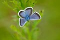 Silver-studded Blue, Plebejus argus, wild beautiful butterfly sitting on the green leaves, insect in the nature habitat, spring in Royalty Free Stock Photo