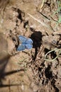 The Silver-studded Blue & x28;Plebejus argus& x29; butterfly Royalty Free Stock Photo
