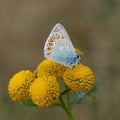 Silver-studded blue on yellow flower Royalty Free Stock Photo