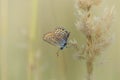Silver studded, brown and blue tiny butterfly on a plant