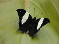 Silver Studded Leafwing butterfly Royalty Free Stock Photo