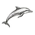 Silver Style Dolphin Sketch Drawing With Detailed Shading