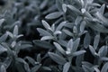 Silver succulents close up