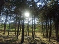 Silver Sun Beneath the Trees Royalty Free Stock Photo