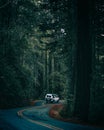 Silver SUV navigating a winding road through redwoods Royalty Free Stock Photo