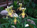 silver sword lady slipper rare orchid Royalty Free Stock Photo