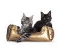 Maine Coon cat kittens in golden basker on white background Royalty Free Stock Photo