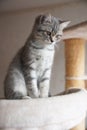 silver tabby british shorthair kitten sitting on top of cat tree