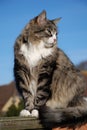 Silver tabby cat Royalty Free Stock Photo