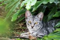Silver tabby cat in garden Royalty Free Stock Photo