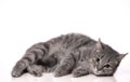 silver tabby cat is lying on the floor with a reflection on a white background Royalty Free Stock Photo