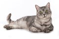 Silver tabby cat lying on a white background Royalty Free Stock Photo