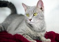 Silver Tabby Cat on red blanket, white background