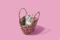 Kitten in straw purse, pink background Royalty Free Stock Photo