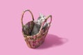 Kitten in straw purse, pink background Royalty Free Stock Photo