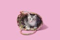 Kitten in straw purse, pink background Royalty Free Stock Photo