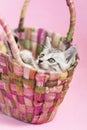 Kitten in straw purse, pink background Royalty Free Stock Photo