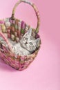 Kitten in straw purse, pink background Royalty Free Stock Photo