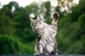 Silver tabby maine coon cat playing outdoors in garden Royalty Free Stock Photo