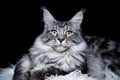 Silver tabby maine coon cat portrait on black background Royalty Free Stock Photo