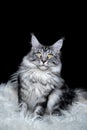 Silver tabby maine coon cat portrait on black background Royalty Free Stock Photo