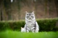 Silver tabby maine coon cat sitting on lawn in garden Royalty Free Stock Photo