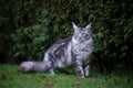 Silver tabby maine coon cat standing on lawn Royalty Free Stock Photo
