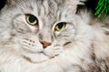 Silver tabby maine coon. Close-up big cat face with green eyes and brooding philosophical look. High resolution Royalty Free Stock Photo