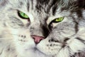 Silver tabby maine coon. Close-up big cat face with green eyes Royalty Free Stock Photo
